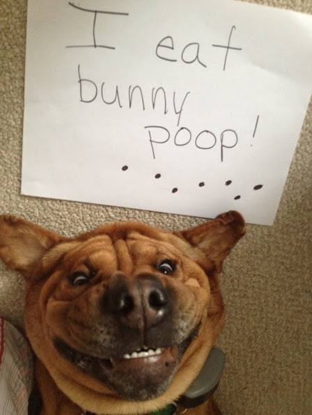 bunny poop.jpg