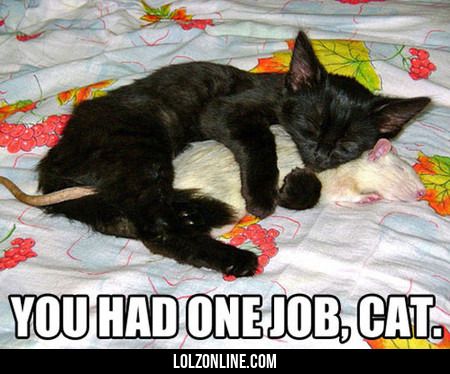 c01546dbe3a48b9b24ae482bb841f763--job-memes-funny-memes.jpg