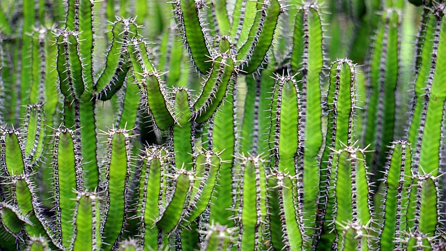 10 Skin-Irritating Plants Commonly Found on the Homestead