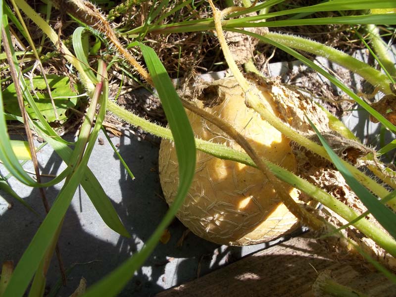 cantelope.jpg