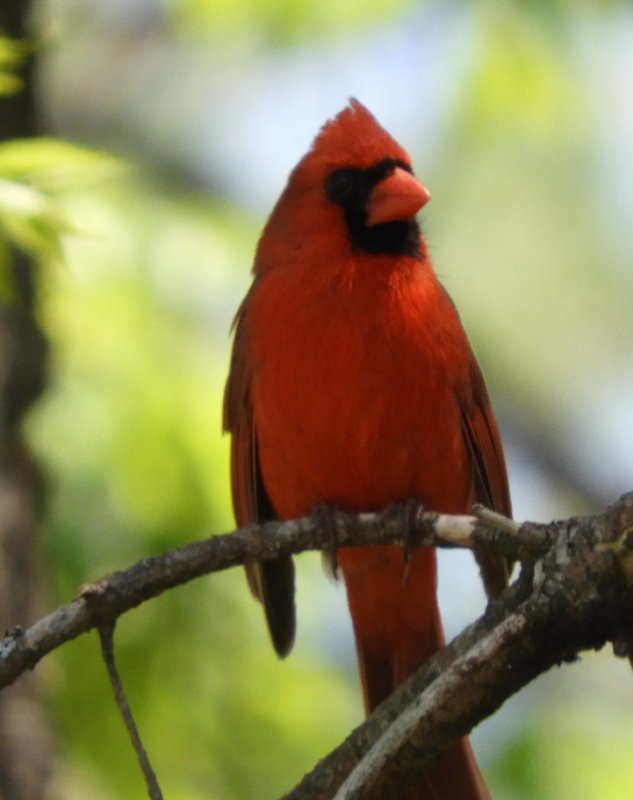 cardinal.jpg