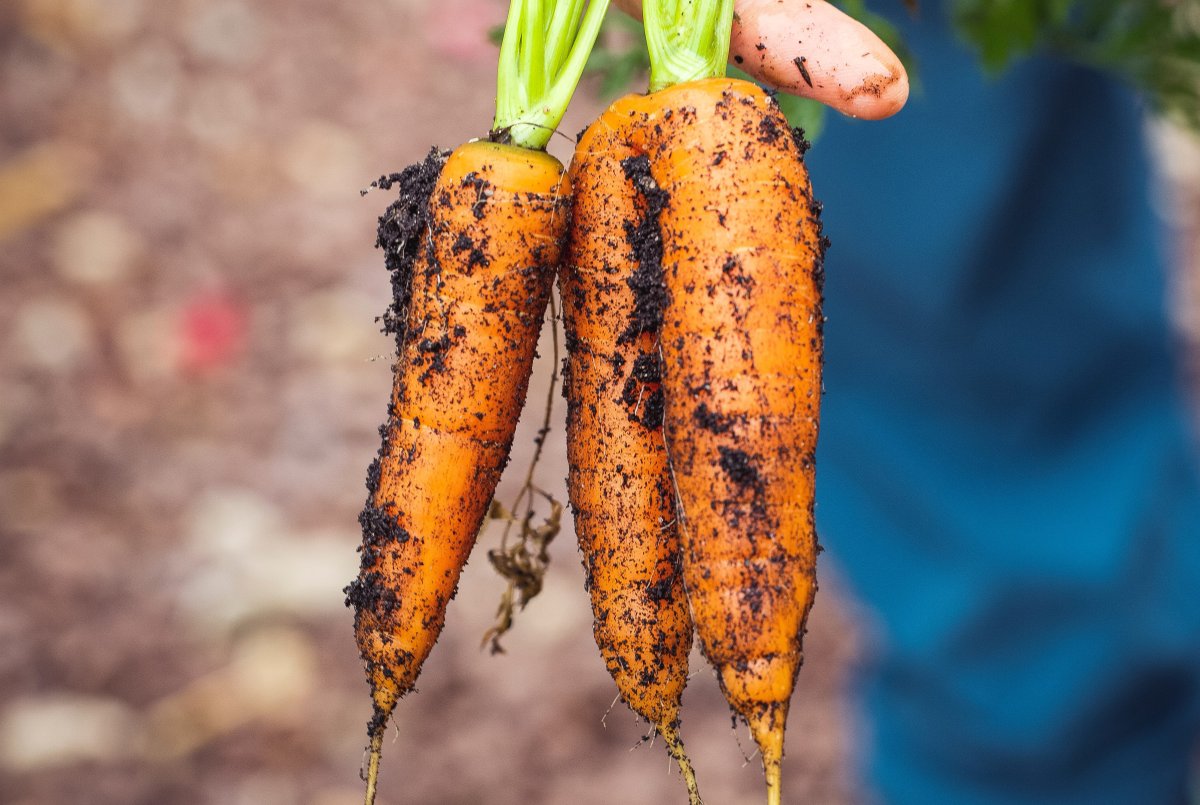 Growing Your Own Food and Living a More Natural Life