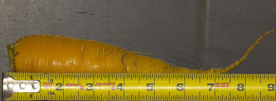 Carrot_YA011147_10-01-2009-001.jpg