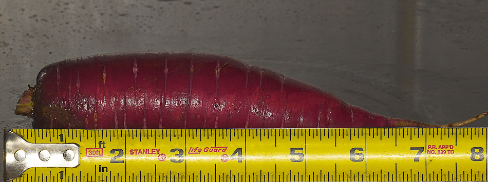Carrot_YA011149_10-01-2009-001.jpg