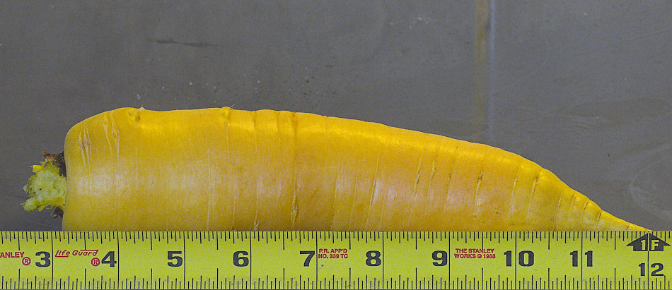 Carrot_YA271166_10-27-2009-001.jpg