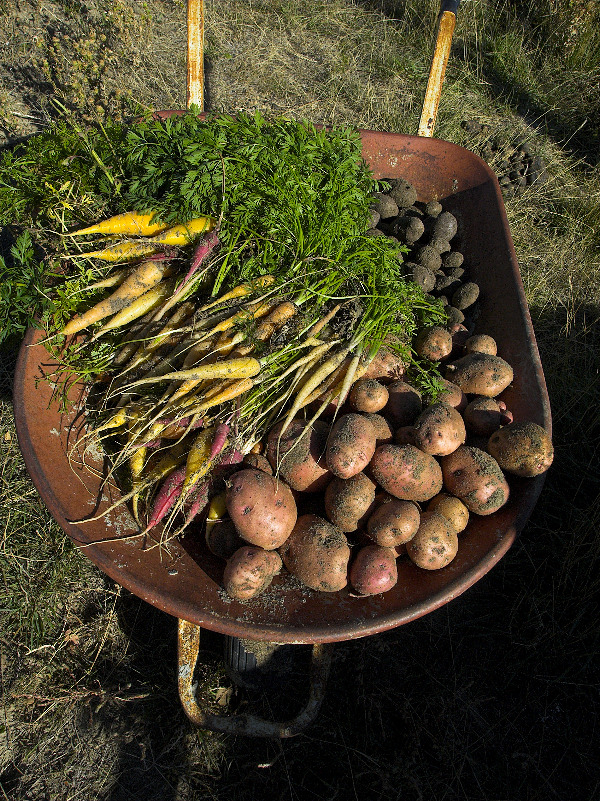 Carrots_potatoes_PA094265_10-09-2007-001.jpg