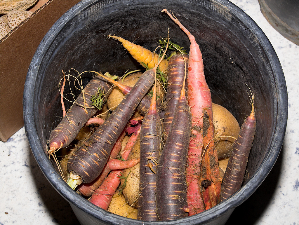 Carrots_XA296167_10-29-2017-001.jpg