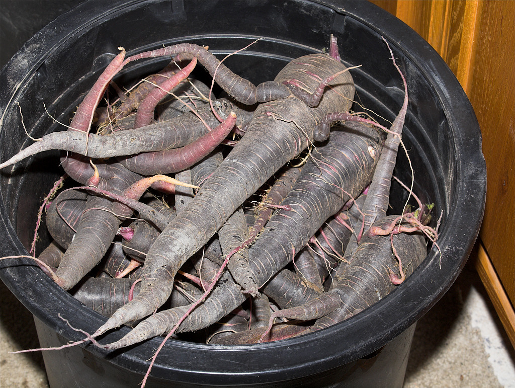 Carrots_XA296168_10-29-2017-001.jpg