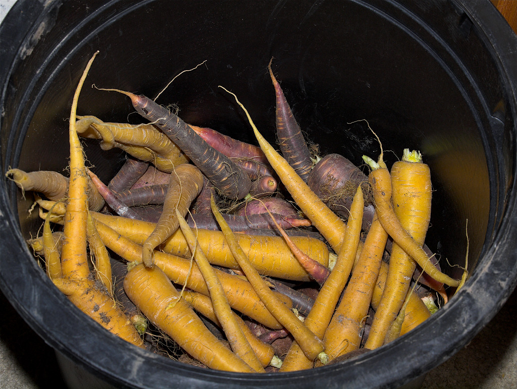 Carrots_XA296169_10-29-2017-001.jpg