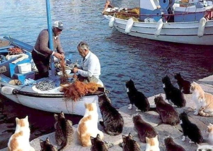 Cat-Fish.jpg