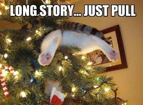 cat.jpg
