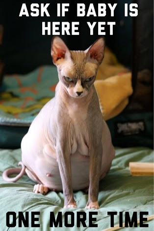 cat.jpg