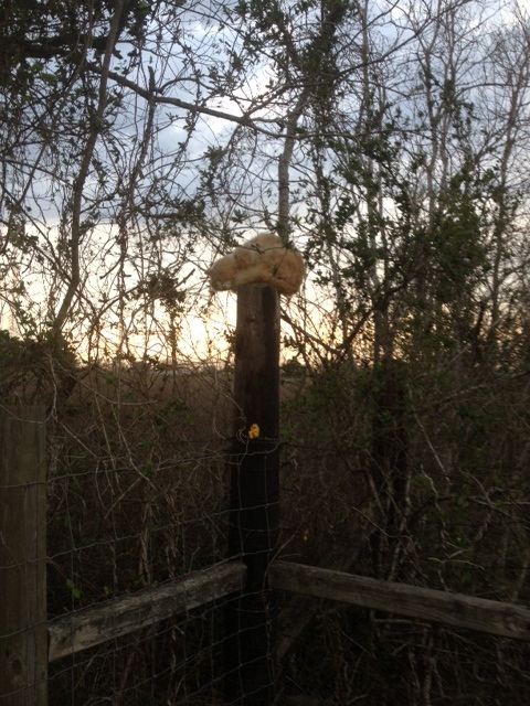 Cat on a tall fence post.jpg