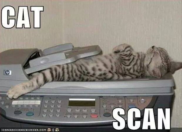 cat scan.jpg
