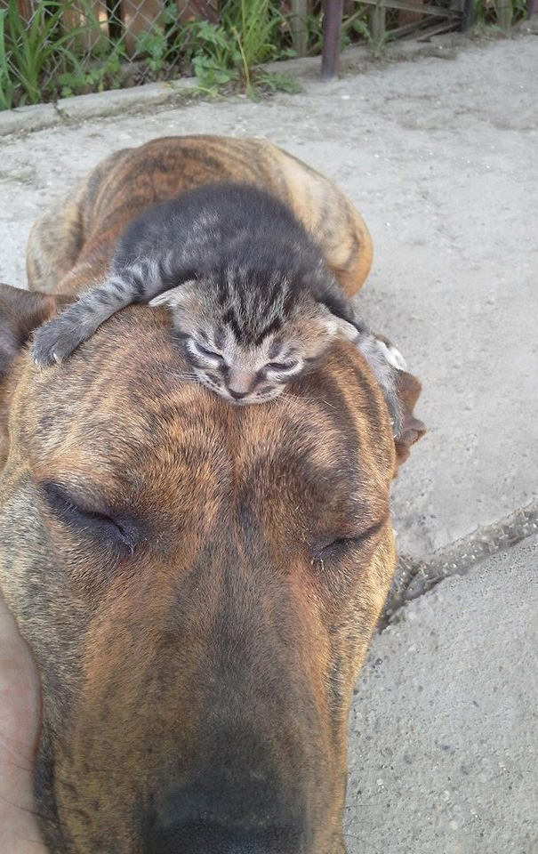 cats-and-dogs-getting-along-25__605.jpg