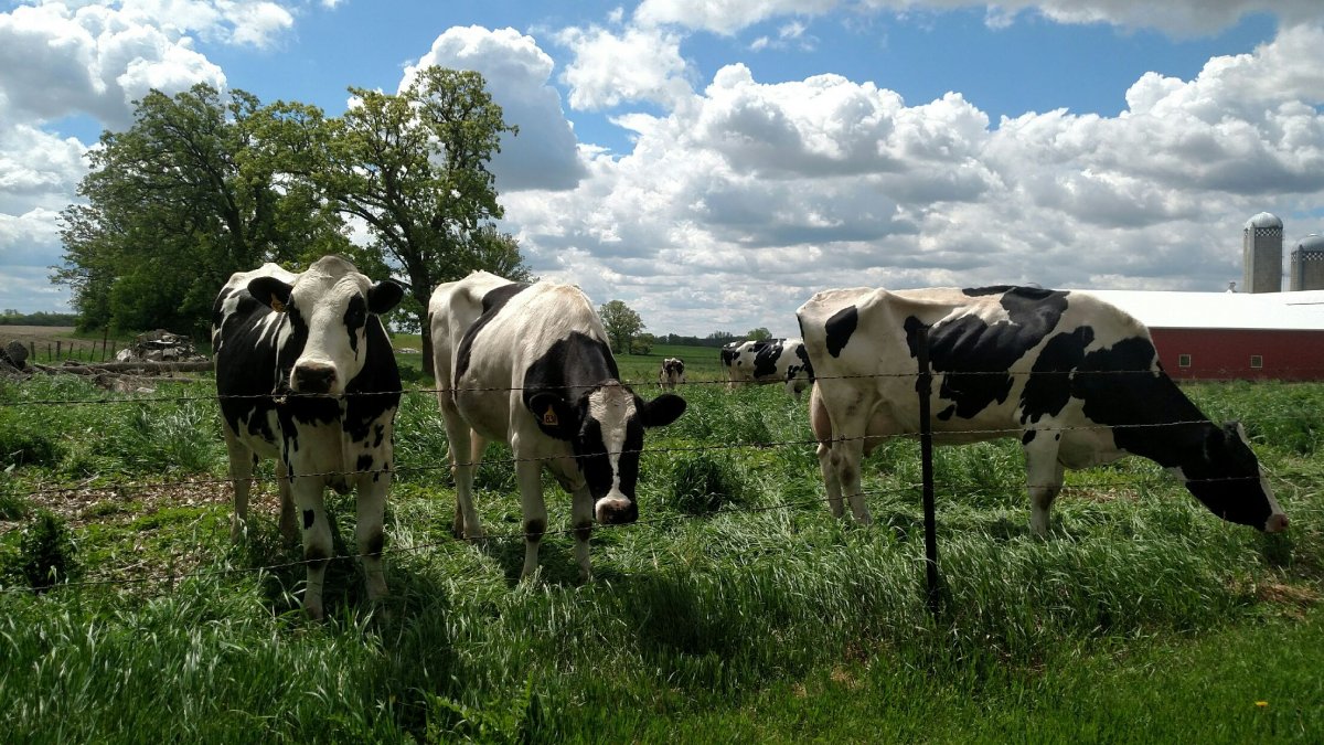 cattle on pasture.jpg