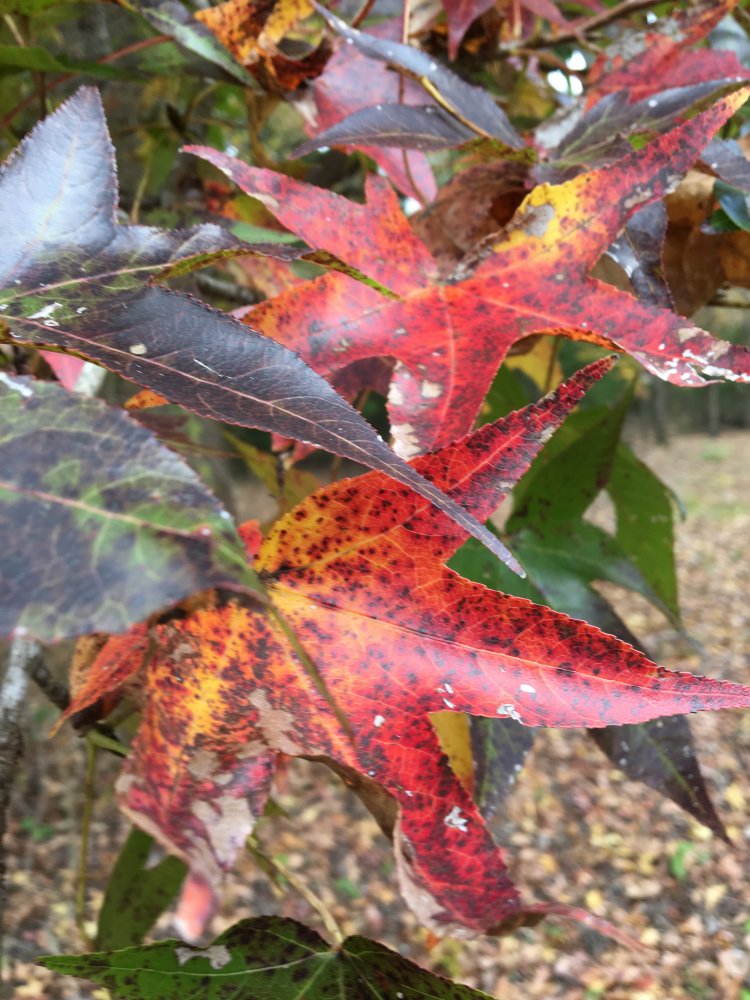CCCDF36B-FBE6-4097-ACB8-8451DACAA1EC.jpeg