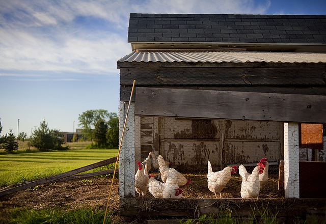 How To Care For Chickens During the Fall