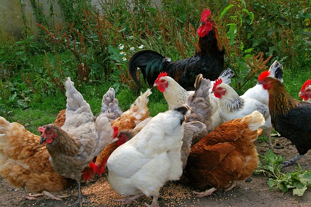 Top 10 Ways To Save On Chicken Feed Costs