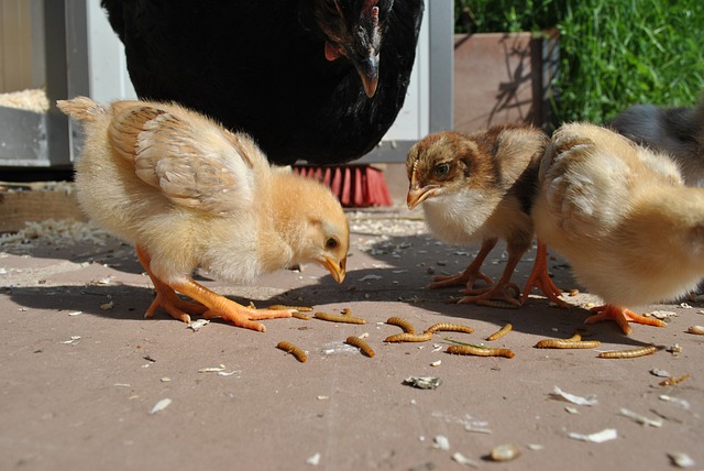 How To Care For Chickens During the Fall