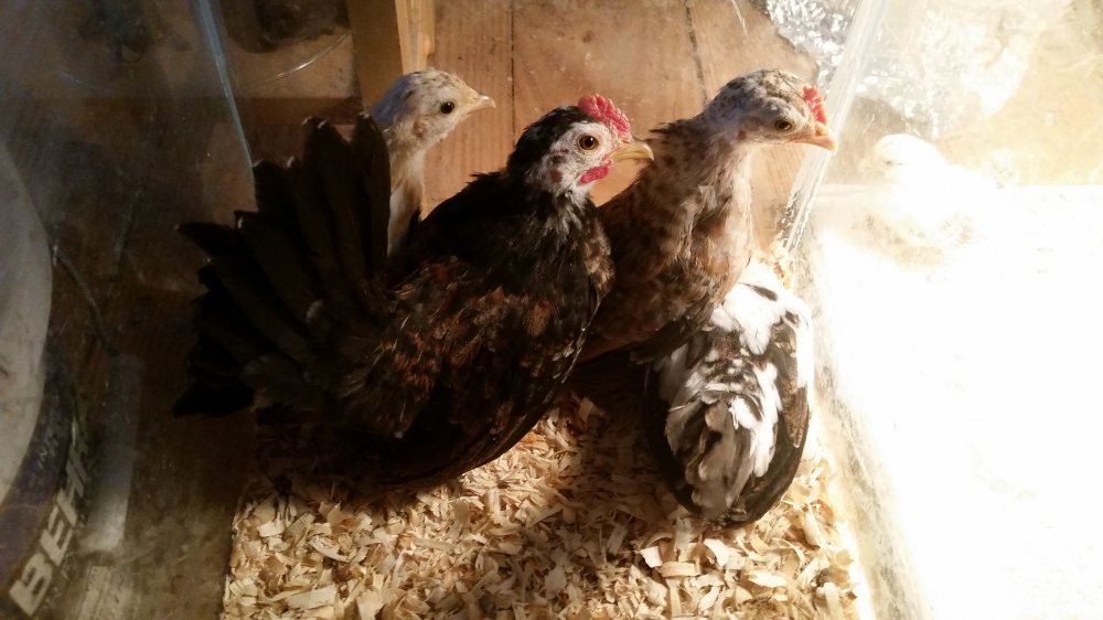 chicken.jpg