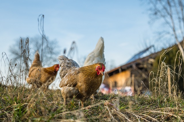 Top 10 Ways To Save On Chicken Feed Costs