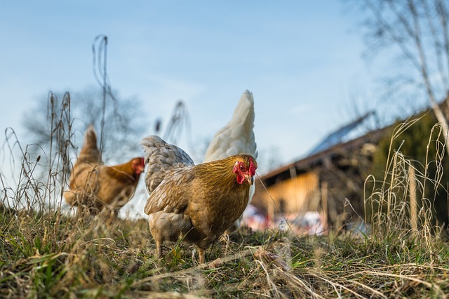 Top 10 Ways To Save On Chicken Feed Costs Top 10 Ways To Save On Chicken Feed Costs