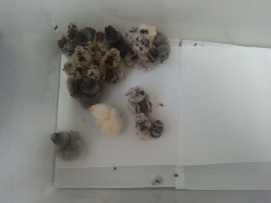 chicks.jpeg