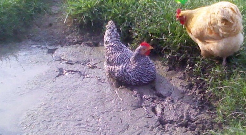 Chiduck.jpg