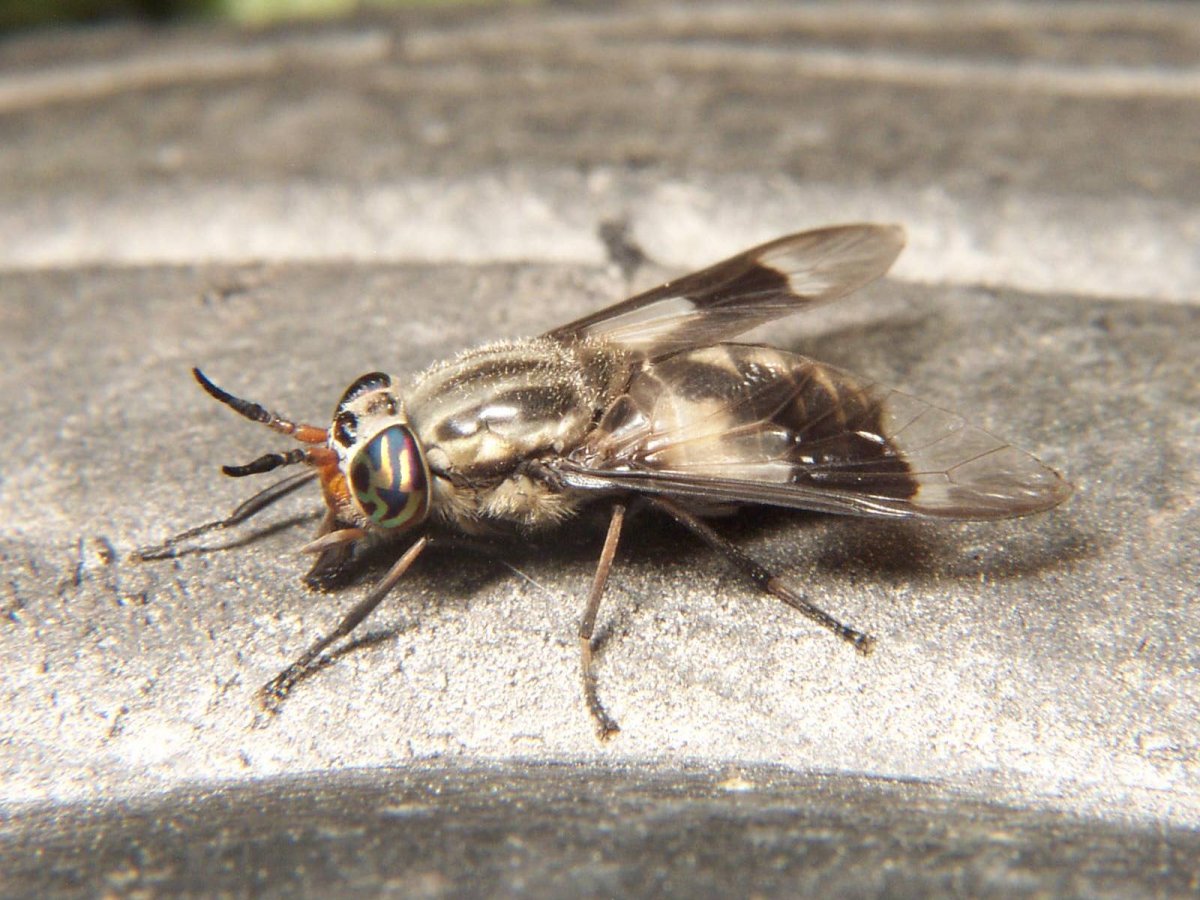 Chrysops_callidus.jpg