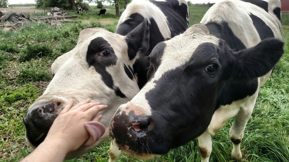 close cows.jpg