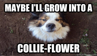 COLLIEFLOWER.jpg