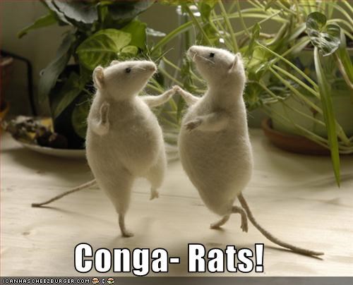 Conga Rats.jpg