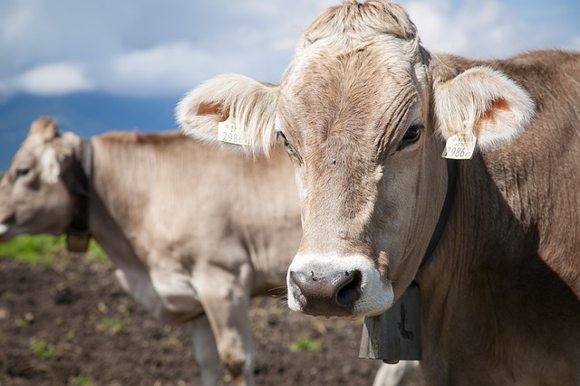 The Top 5 Dairy Cow Breeds in America