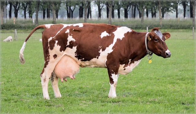 The Top 5 Dairy Cow Breeds in America