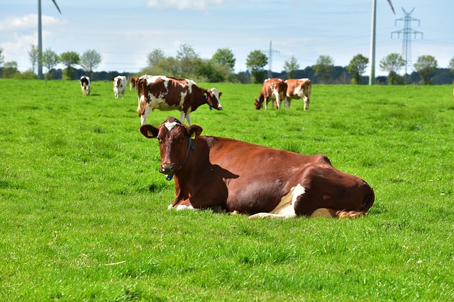 The Top 5 Dairy Cow Breeds in America