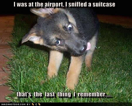 cute-puppy-pictures-sniffed-suitcas.jpg