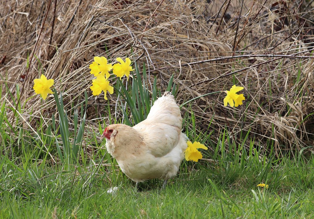daffodil_by_seerisil-db4319m.jpg