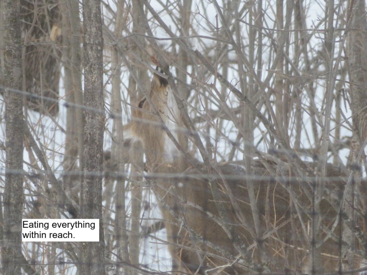 deer browse.jpg