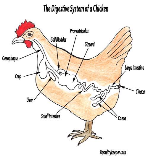 digestive-system-of-a-chicken.jpg