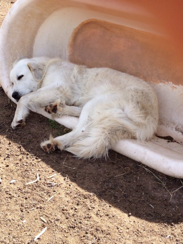 dog.tub.JPG