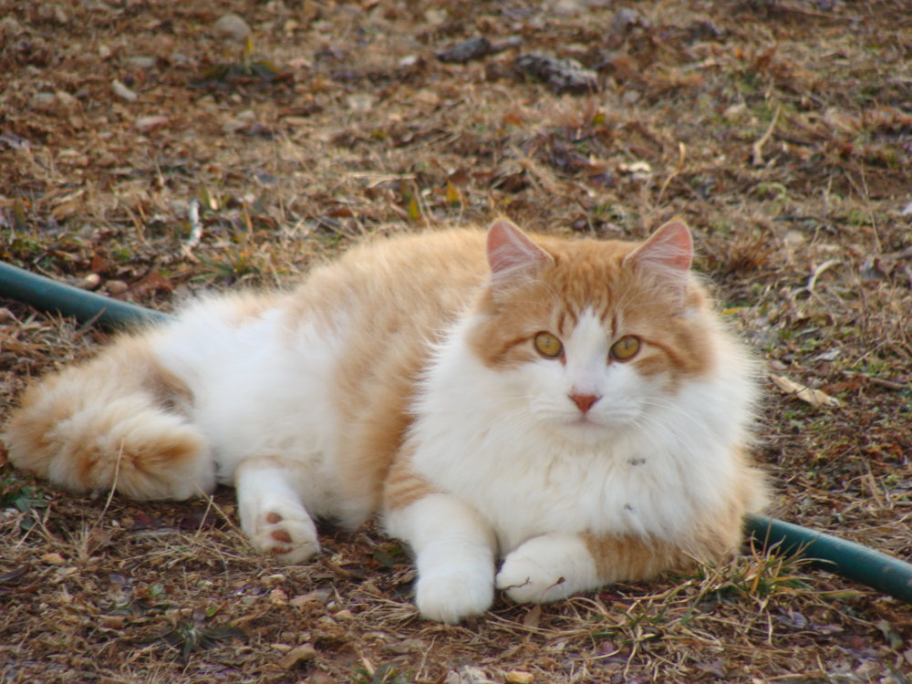 DSC00266.JPG