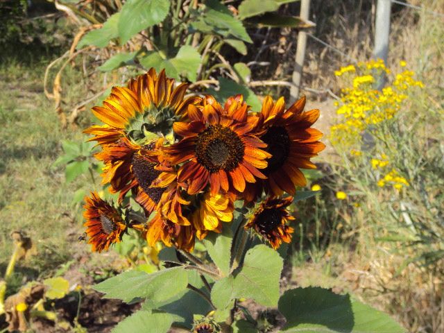 DSC04340.jpg
