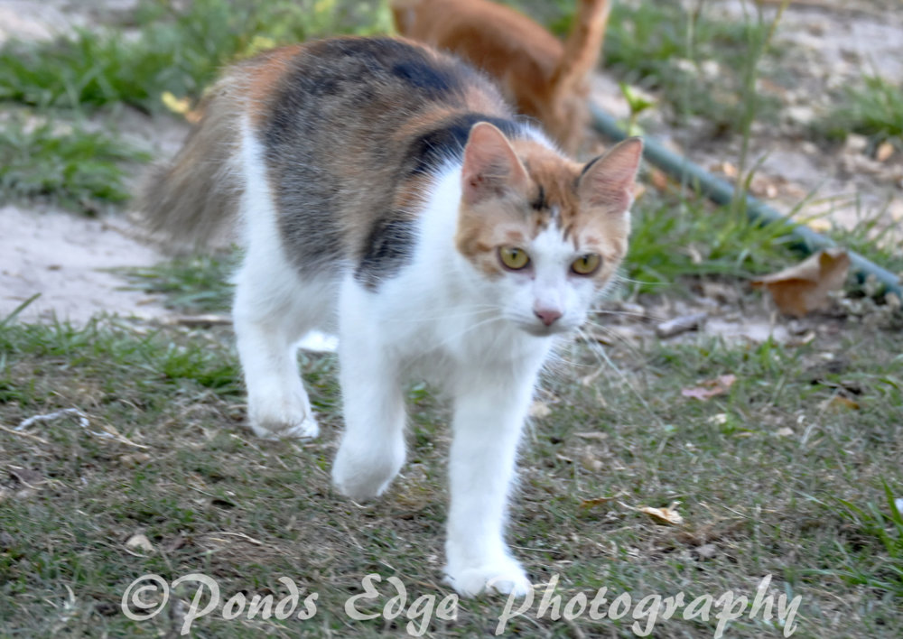 DSC_0962.jpg