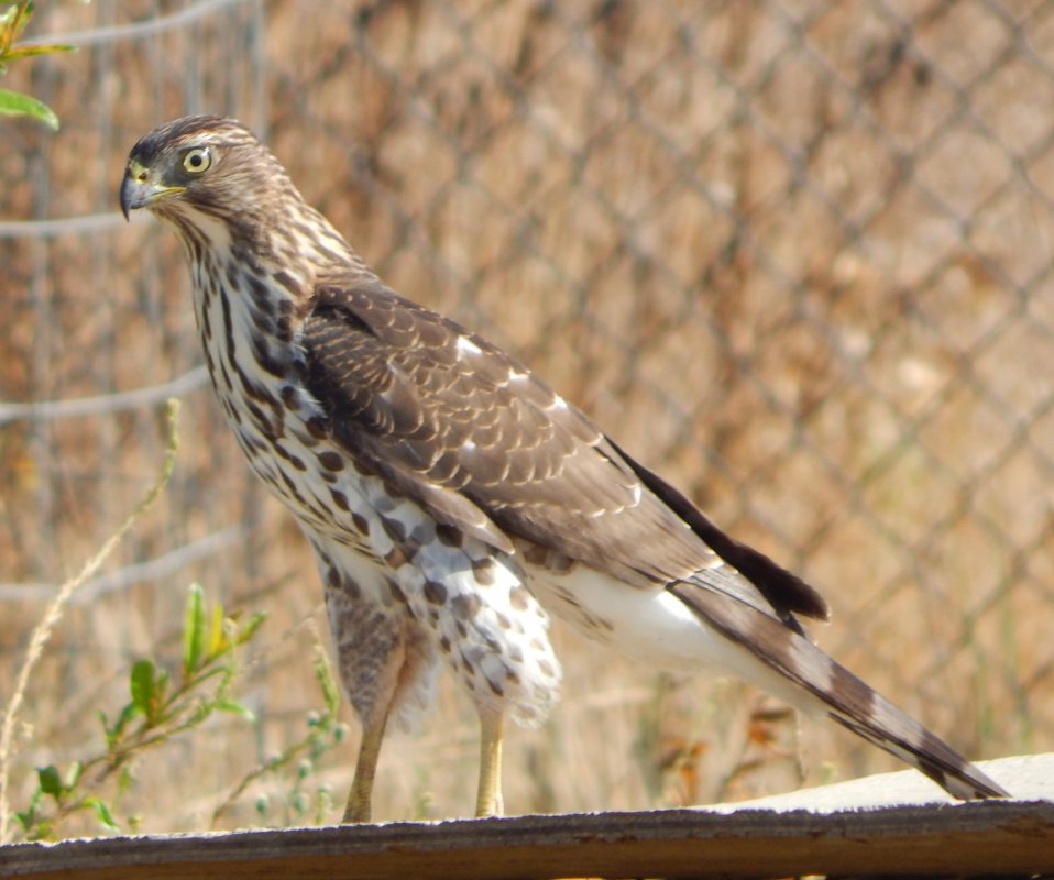 DSCN4123_cropped.jpg