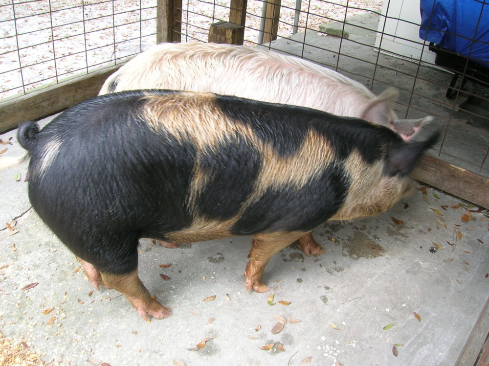 DSCN6252.JPG
