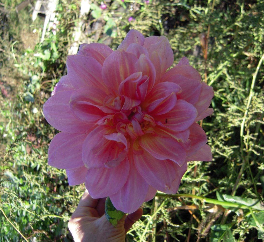 DSCN6939.jpg