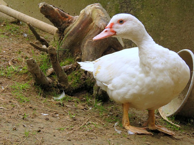 duck-1676862_640.jpg