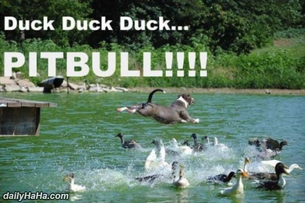 duck_duck_duck_pitbull.jpg