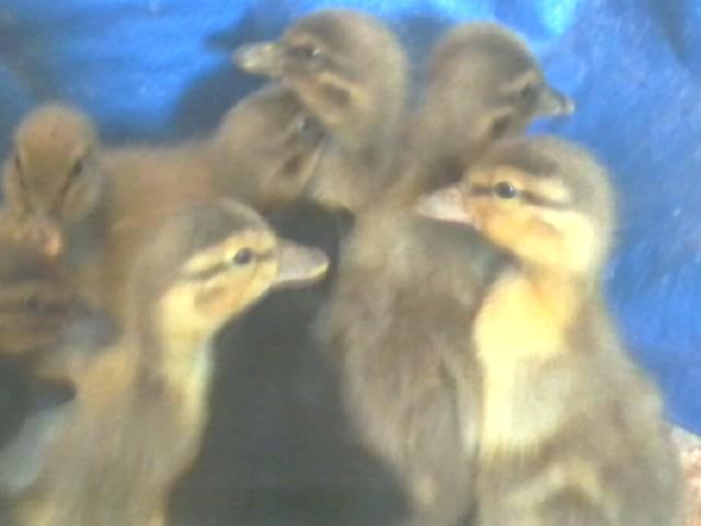 ducklings 1.jpg